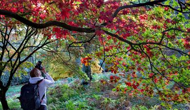 Person with back to camera,  holding a camera to their face, taking a photography of trees with red autumnal leaves.