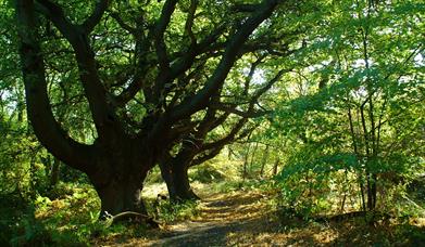 Ashtead Common, image copyright Andrew Thwaites