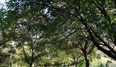 Ashford Fordbridge Park