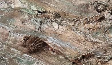 Image shows mixed media artwork of some woodland (bark and pinecone) by Aska Gough.