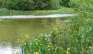 Bookham Commons