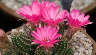 Cactus flowering with bright pink flowers