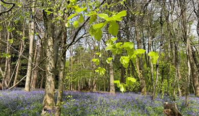 Bluebell season at Chantry Wood
