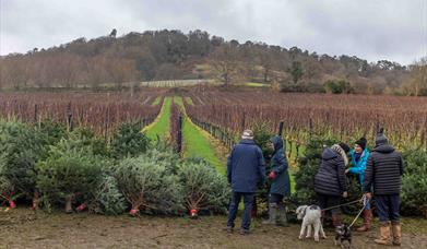 Christmas Trees & Wine