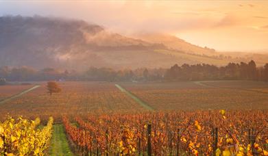 Denbies harvest - credit Helen Dixon