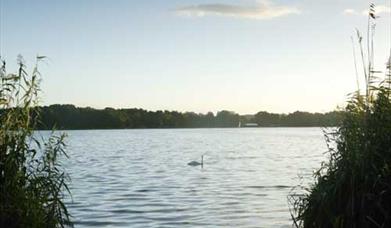 Frensham Ponds