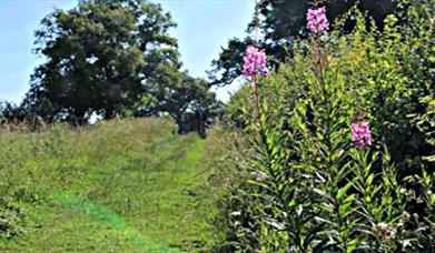 Harewoods and Sandhills