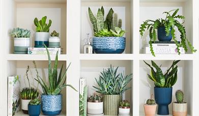 Houseplants on shelves