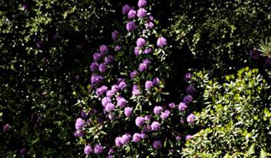 Abinger Roughs and Netley Park