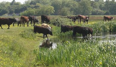 Staines Moor taken by Nigel Hedges