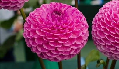 Dahlia portrait