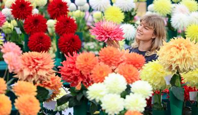 Woman amidst the dahlias at the NDS Show