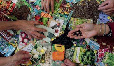 Hands picking up seed packets piled on a table
