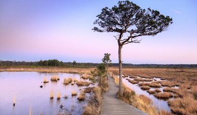 Thursley Common - Credit John Miller