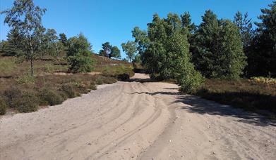 Thursley Common