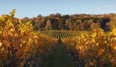 Albury Vineyard in Autumn