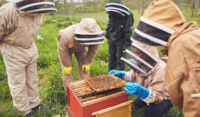 bee-keeping experience at albury vineyard