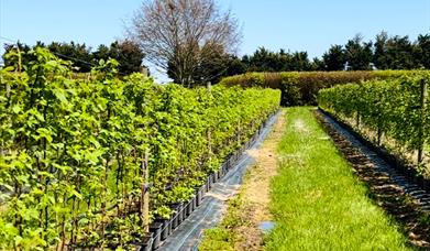 Secretts Pick Your Own - Seasonal