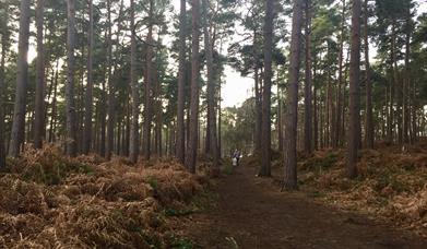 Ockham and Wisley Common